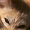 👀 Эмодзи «Fennec» для Telegram