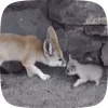 🌟 Эмодзи «Fennec» для Telegram
