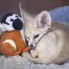 😴 Эмодзи «Fennec» для Telegram
