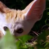 ☺️ Эмодзи «Fennec» для Telegram