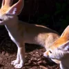 🤍 Эмодзи «Fennec» для Telegram