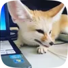 🌟 Эмодзи «Fennec» для Telegram