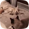 🌟 Эмодзи «Fennec» для Telegram