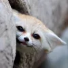 🙈 Эмодзи «Fennec» для Telegram
