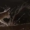 Эмодзи Fennec для Telegram — скачать