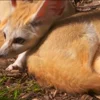 🫠 Эмодзи «Fennec» для Telegram