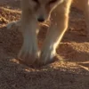☺️ Эмодзи «Fennec» для Telegram