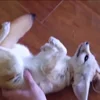 🐰 Эмодзи «Fennec» для Telegram