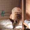🤔 Эмодзи «Fennec» для Telegram