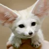 💞 Эмодзи «Fennec» для Telegram