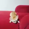 🌟 Эмодзи «Fennec» для Telegram