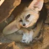 ❓ Эмодзи «Fennec» для Telegram
