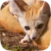 🌟 Эмодзи «Fennec» для Telegram