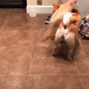 🥱 Эмодзи «Fennec» для Telegram