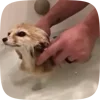 🌟 Эмодзи «Fennec» для Telegram