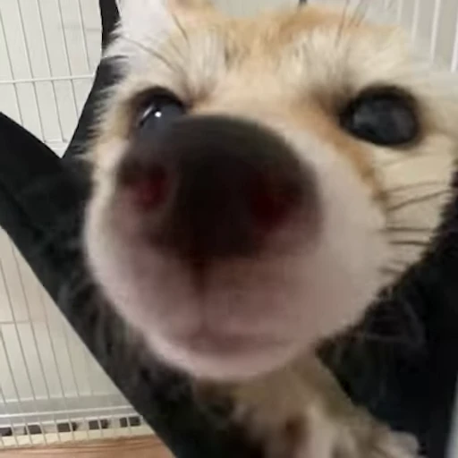 🦊 Стикер «Fens Video Pack 1» для Telegram