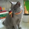 🐱 Эмодзи «Doitsu - Германия из аниме Hetalia» для Telegram