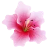 🌸 Эмодзи «🌹 Flowers - цветы» для Telegram