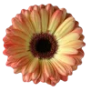 🌼 Эмодзи «🌹 Flowers - цветы» для Telegram