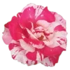 🌺 Эмодзи «🌹 Flowers - цветы» для Telegram