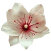 🌸 Эмодзи «🌹 Flowers - цветы» для Telegram