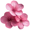 🌺 Эмодзи «🌹 Flowers - цветы» для Telegram