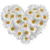 🌸 Эмодзи «🌹 Flowers - цветы» для Telegram