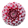 🌺 Эмодзи «🌹 Flowers - цветы» для Telegram