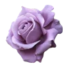 🌹 Эмодзи «🌹 Flowers - цветы» для Telegram