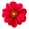 🌺 Эмодзи «🌹 Flowers - цветы» для Telegram