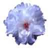 🌸 Эмодзи «🌹 Flowers - цветы» для Telegram