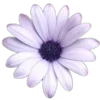 🌸 Эмодзи «🌹 Flowers - цветы» для Telegram