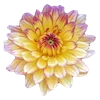 🌼 Эмодзи «🌹 Flowers - цветы» для Telegram