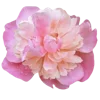 🌸 Эмодзи «🌹 Flowers - цветы» для Telegram