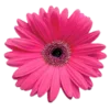 🌺 Эмодзи «🌹 Flowers - цветы» для Telegram