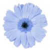 🌸 Эмодзи «🌹 Flowers - цветы» для Telegram