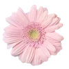 🌸 Эмодзи «🌹 Flowers - цветы» для Telegram