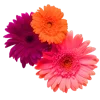 💐 Эмодзи «🌹 Flowers - цветы» для Telegram