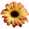 🌸 Эмодзи «🌹 Flowers - цветы» для Telegram