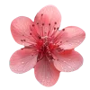 🌸 Эмодзи «🌹 Flowers - цветы» для Telegram