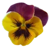 🌺 Эмодзи «🌹 Flowers - цветы» для Telegram