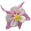 🌸 Эмодзи «🌹 Flowers - цветы» для Telegram