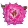🌺 Эмодзи «🌹 Flowers - цветы» для Telegram