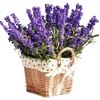 🪻 Эмодзи «🌹 Flowers - цветы» для Telegram