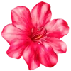 Эмодзи 🌹 Flowers - цветы для Telegram — скачать