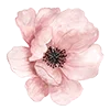 Стикерпак Flowers Aesthetics для Telegram