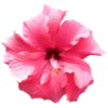 🌺 Эмодзи «Flowers Aesthetics» для Telegram