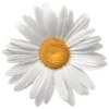 🌼 Эмодзи «Flowers Aesthetics» для Telegram