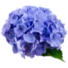 🪻 Эмодзи «Flowers Aesthetics» для Telegram