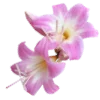 🌸 Эмодзи «Flowers Aesthetics» для Telegram